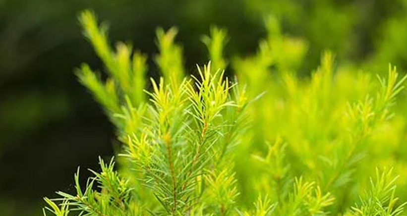 Tea Tree Oil collection